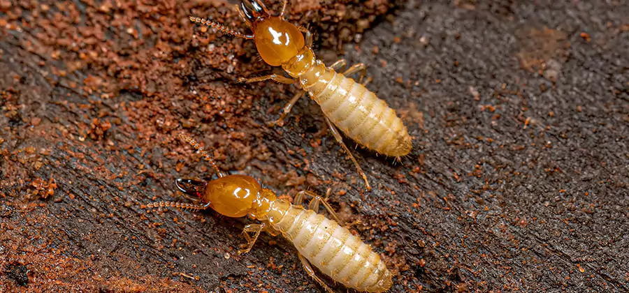 Natural Ant Hill Killer Treatment in Bonita Springs