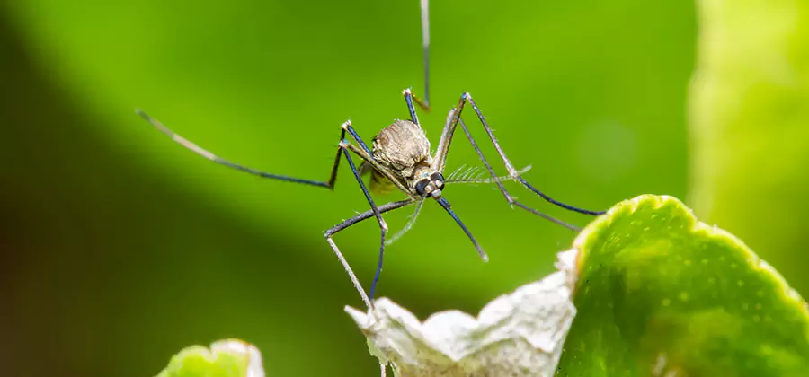 Natural Outdoor Mosquito Repellent in Bonita Springs