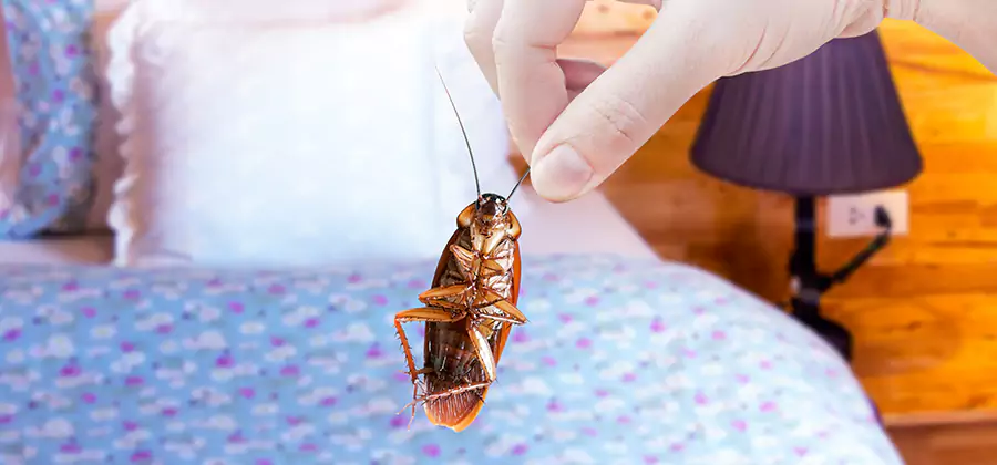Bed Bug Inspection in Bonita Springs