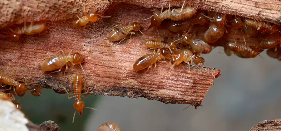 Termite Pest Management in Bonita Springs