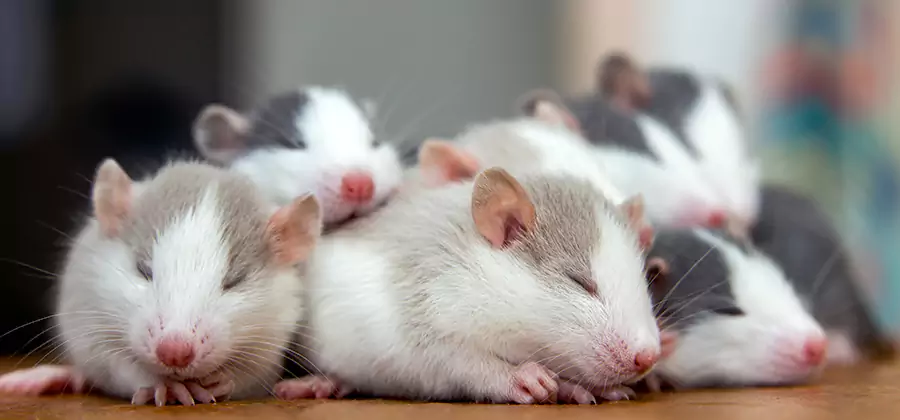 Rat Infestation Exclusion Service in Bonita Springs