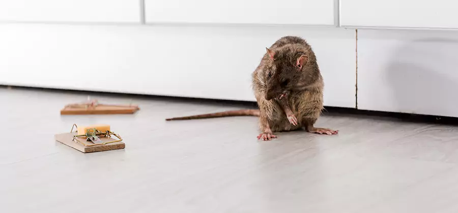 Rat Baiting Removal Service in Bonita Springs