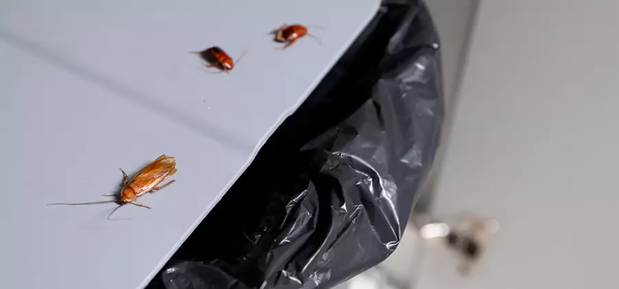 German Roach Pest Control in Bonita Springs