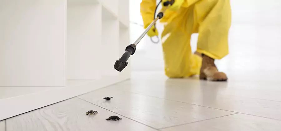 Roach and Bed Bug Exterminator in Bonita Springs