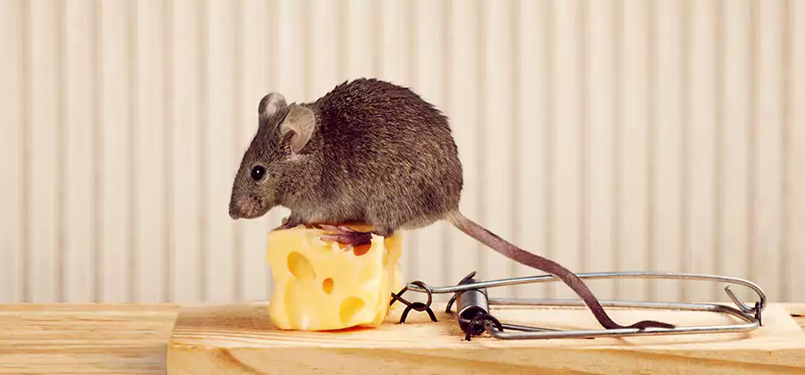 Commercial Rodent Exclusion Services in Bonita Springs