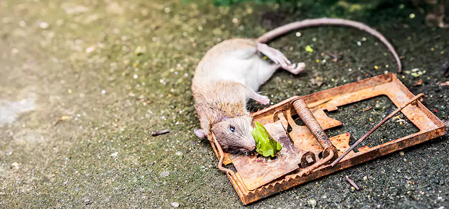 Rat Trapping in Bonita Springs