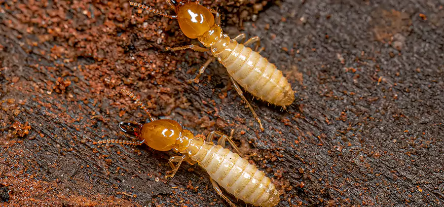Sentricon Residential Termite Control in Bonita Springs