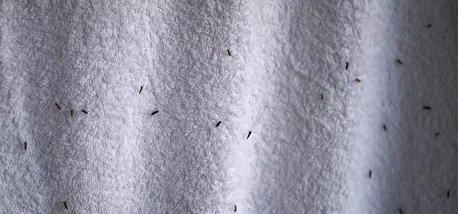 Small Black Ants in Bathroom Treatment in Bonita Springs