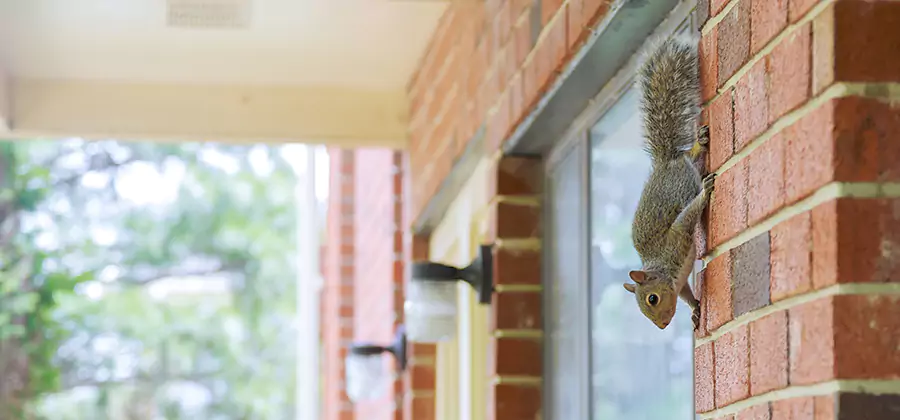 Squirrel Inside Walls Removal in Bonita Springs