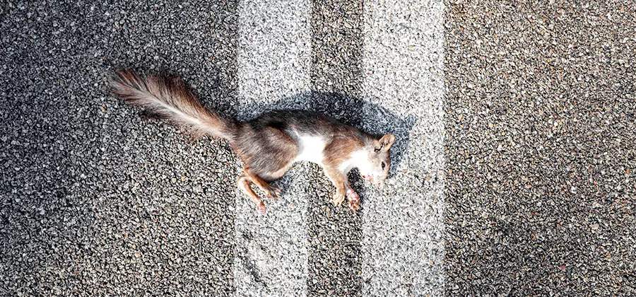 Dead Squirrel Removal in Bonita Springs
