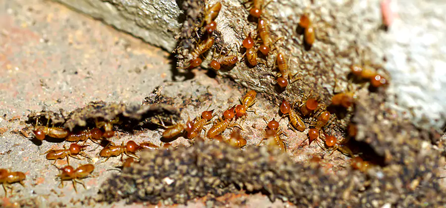 Wood Treatment and Localized Termite Solutions in Bonita Springs