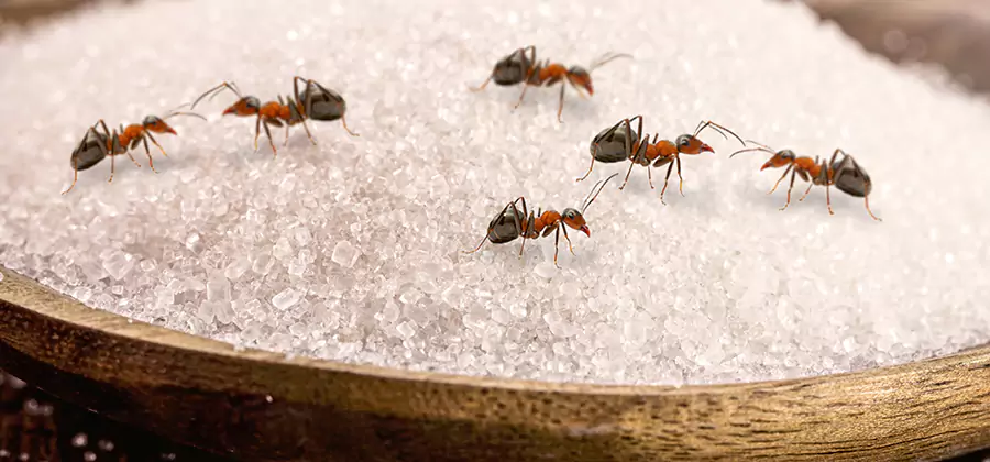 Indoor Sugar Ant Treatment in Bonita Springs