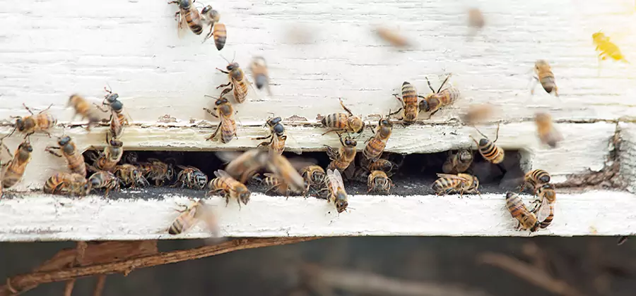 Residential Termite Fumigation in Bonita Springs