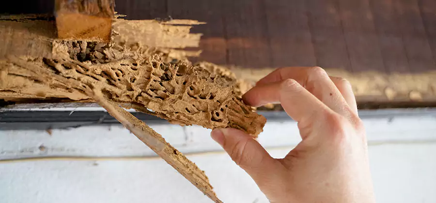 Pre-Purchase Termite Inspection in Bonita Springs