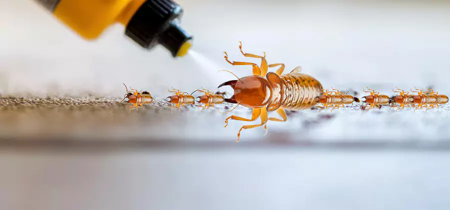 Foundation Termite Spraying Control in Bonita Springs
