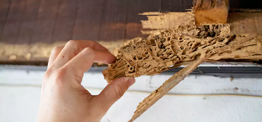 Pre-Construction Termite Treatment in Bonita Springs