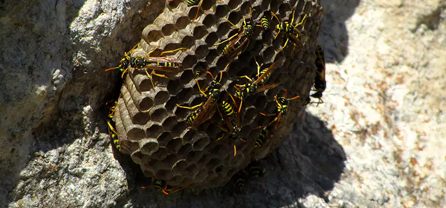 Wasp Nest in Tree Removal Bonita Springs