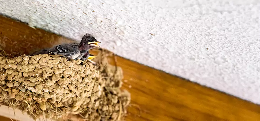 Bird Removal From House in Bonita Springs