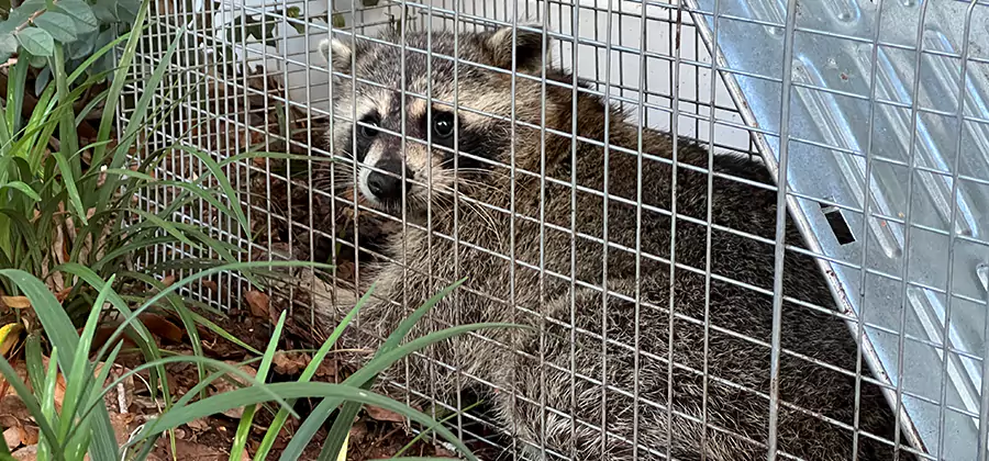 Wildlife Relocation Services in Bonita Springs