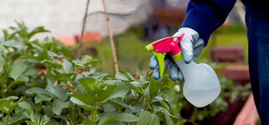 Yellow Jacket Pest Removal for Commercial Properties in Bonita Springs