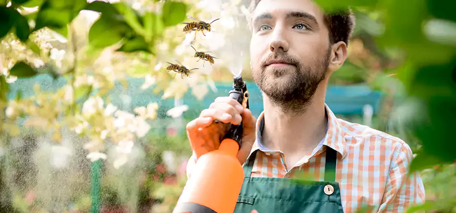 Yellow Jacket Wasp Removal in Bonita Springs