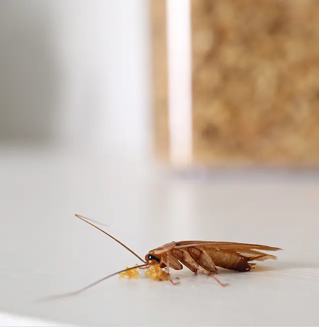Why Bonita Springs Pest Control Pro Stands Out in Bonita Springs, FL?