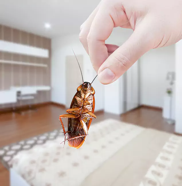 Why Bonita Springs Pest Control Pro Stand Out for Bed Bug Fumigation in Bonita Springs, FL?