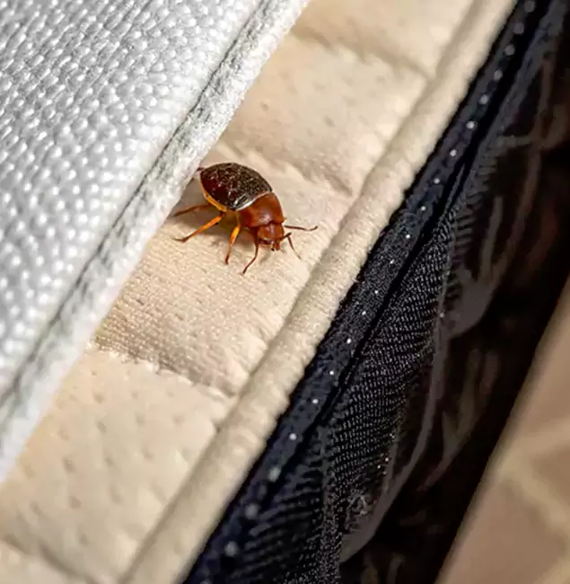 Why Choose Bonita Springs Pest Control Pro for Bed Bug Treatment at Home in Bonita Springs, FL?
