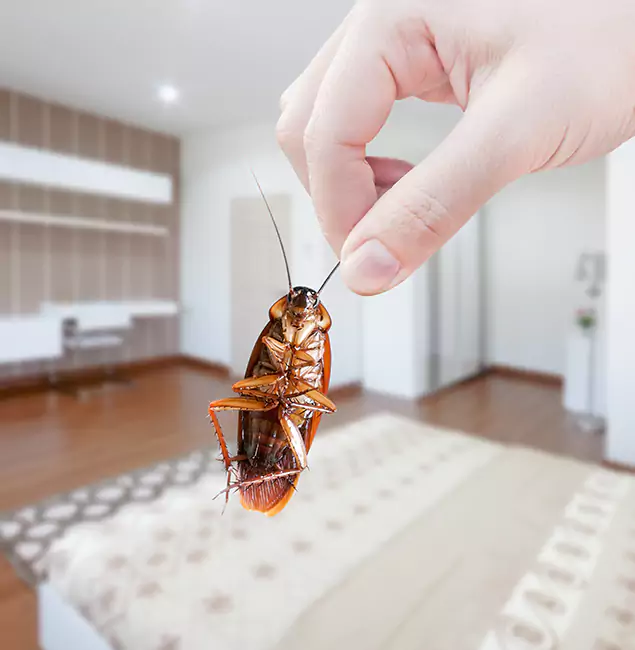 Why Bonita Springs Pest Control Pro Stand Out For Bed Bug Inspection in Bonita Springs, FL?