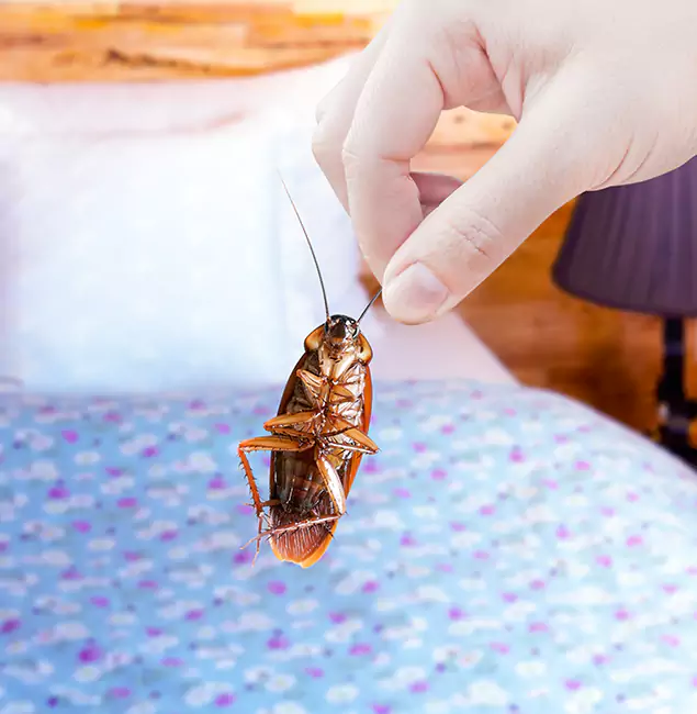 Why Choose Bonita Springs Pest Control Pro for Bed Bug Treatment in Bonita Springs, FL?