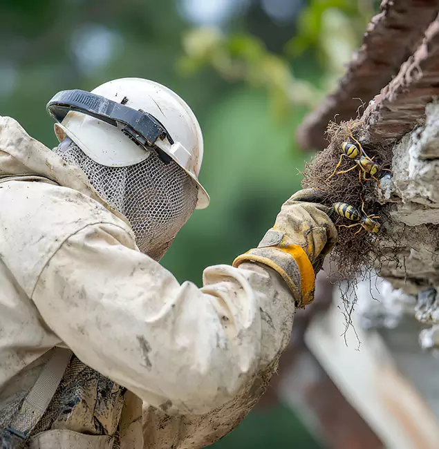 Why Bonita Springs Property Owners Choose Bonita Springs Pest Control Pro for Bee Exterminator?