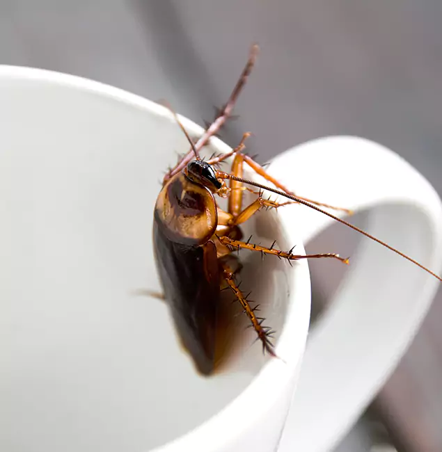 Why Bonita Springs, FL Residents Trust Bonita Springs Pest Control Pro for Cockroach Fumigation?