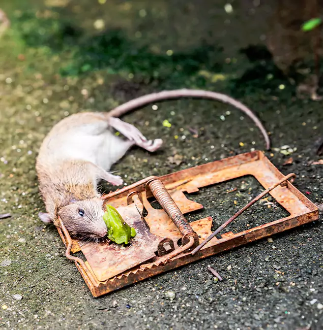 Why Bonita Springs, FL Homeowners Trust Bonita Springs Pest Control Pro for Rodent Removal?