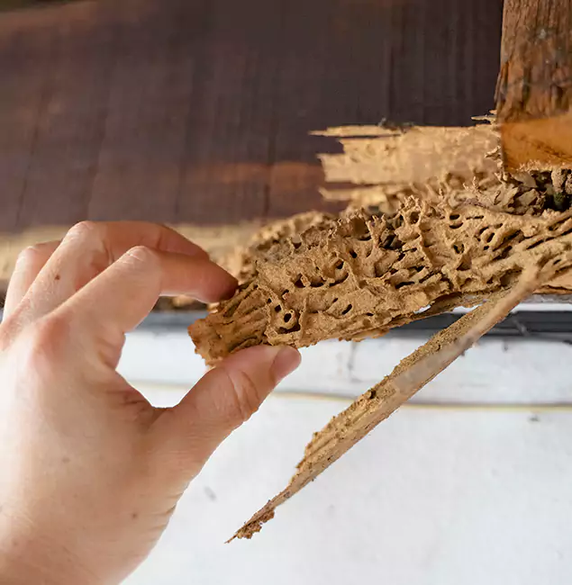 Why Choose Bonita Springs Pest Control Pro in Bonita Springs, FL?