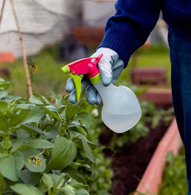 Why Bonita Springs Homeowners Choose Bonita Springs Pest Control Pro for Honey Bee Removal?
