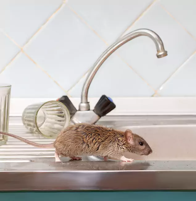 Why Bonita Springs, FL Trusts Bonita Springs Pest Control Pro for Humane Rodent Control?
