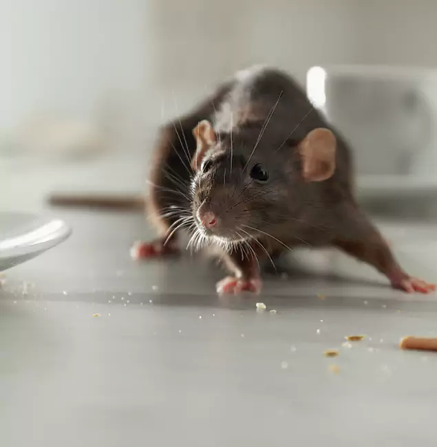 Why Bonita Springs Homeowners Choose Bonita Springs Pest Control Pro for Mice Control?