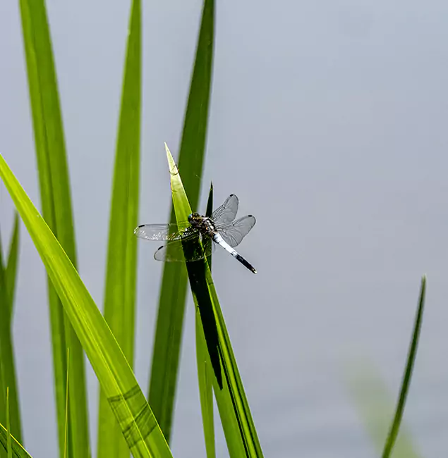 Why Bonita Springs Families Trust Bonita Springs Pest Control Pro for Mosquito Prevention?