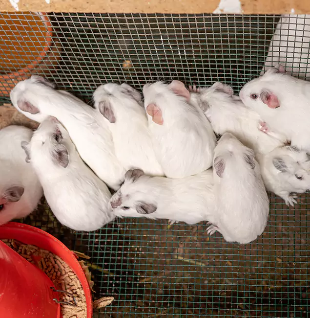 Why Bonita Springs Pest Control Pro Is the Trusted Choice in Bonita Springs, FL?