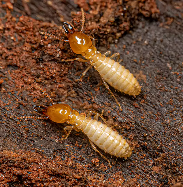 Why Choose Bonita Springs Pest Control Pro for Termite Treatment Without Tenting in Bonita Springs, FL?