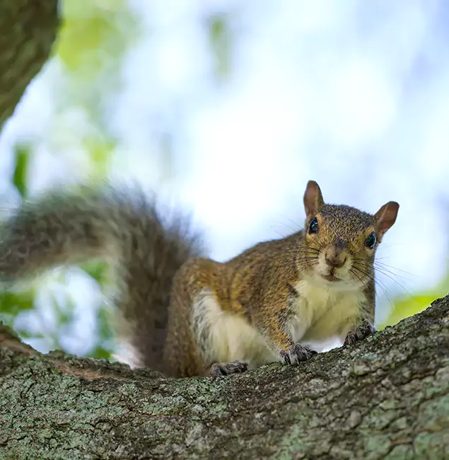 Why Bonita Springs, FL Relies on Bonita Springs Pest Control Pro for Squirrel Pest Control?