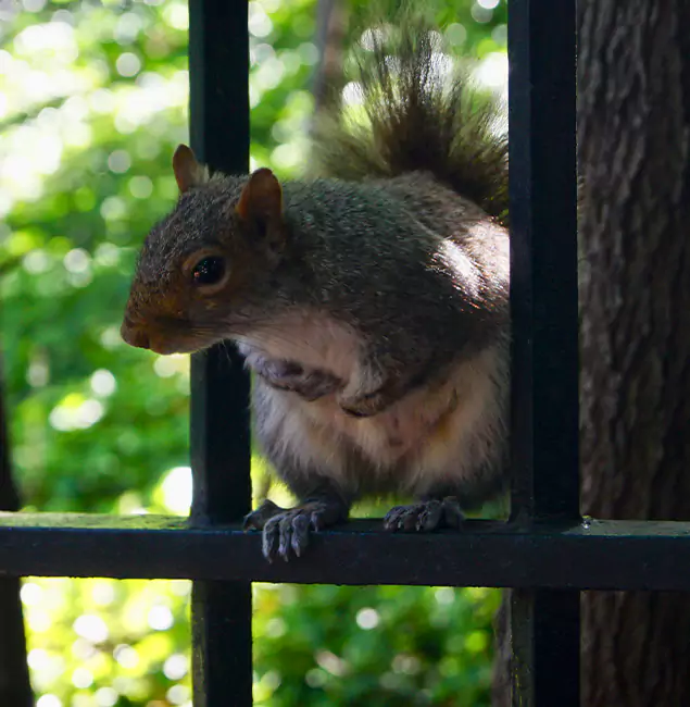 Why Bonita Springs, FL Chooses Bonita Springs Pest Control Pro for Squirrel Removal?