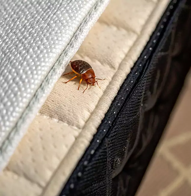 Why Bonita Springs Homeowners Trust Bonita Springs Pest Control Pro for Tick Treatment?