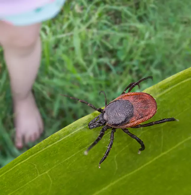 Why Bonita Springs Homeowners Choose Bonita Springs Pest Control Pro for Tick Extermination?