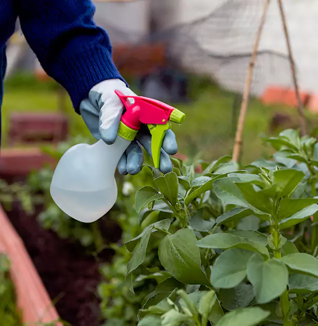 Why Bonita Springs Relies on Bonita Springs Pest Control Pro for Wasp Control Services?