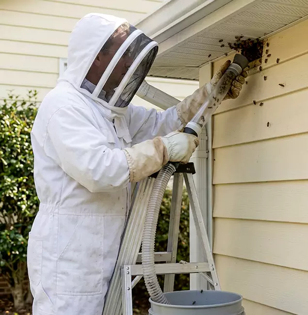 Why Bonita Springs Trusts Bonita Springs Pest Control Pro for Wasp Control?