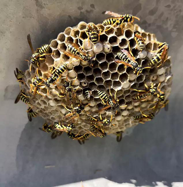 Why Bonita Springs Chooses Bonita Springs Pest Control Pro for Wasp Control Services?