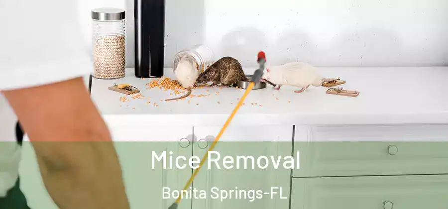 Mice Removal Bonita Springs-FL
