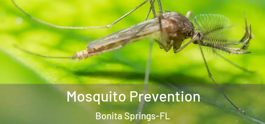 Mosquito Prevention Bonita Springs-FL