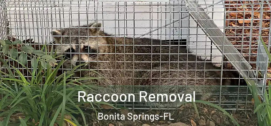 Raccoon Removal Bonita Springs-FL